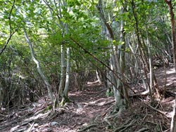 Sentier vers le Mont Colmegnone (860 m) | Randonnée de Laglio au Mont Colmegnone